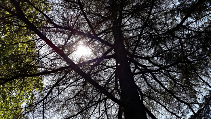 15. Sun through the branches